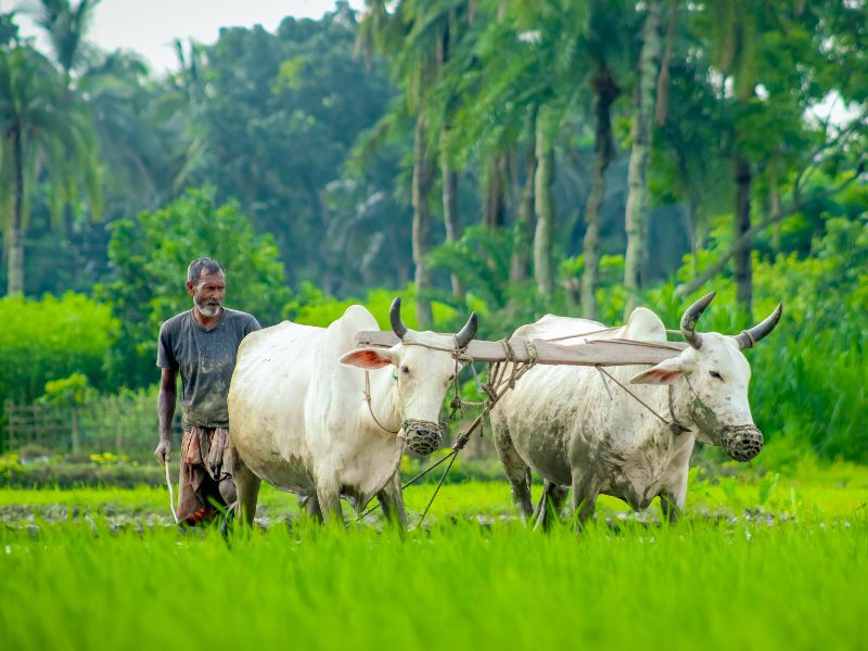 লাভজনক নয়, তবু ৫৫% কৃষক ধান চাষে যুক্ত
